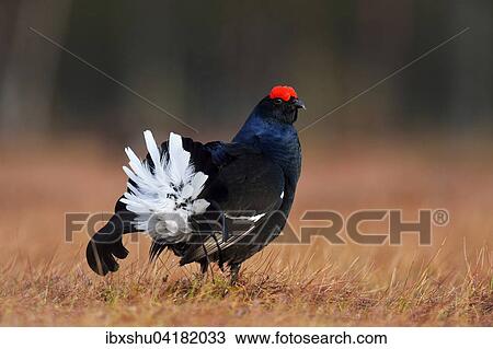 Stock Image - Black Grouse (Lyrurus tetrix), courting male, Hedmark, Norway, Europe. Fotosearch