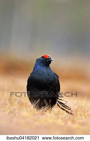 Stock Image - Black Grouse (Lyrurus tetrix), male, Hedmark, Norway, Europe. Fotosearch