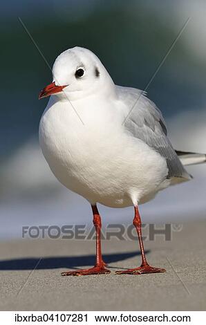 Black-headed gull (Chroicocephalus ridibundus) on a Baltic Sea beach, Mecklenburg-Western Pomerania, Germany, Europe View Large Photo Image Stock Image - Black-headed gull (Chroicocephalus ridibundus) on a Baltic Sea beach, Mecklenburg-Western Pomerania, Germany, Europe. Fotosearch