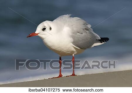 Black-headed gull (Chroicocephalus ridibundus) on a Baltic Sea beach, Mecklenburg-Western Pomerania, Germany, Europe View Large Photo Image Stock Photography - Black-headed gull (Chroicocephalus ridibundus) on a Baltic Sea beach, Mecklenburg-Western Pomerania, Germany, Europe. Fotosearch