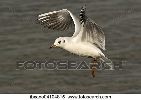 Black-headed Gull (Larus ridibundus), Chiemsee, Bavaria, Germany, Europe View Large Photo Image Stock Photography - Black-headed Gull (Larus ridibundus), Chiemsee, Bavaria, Germany, Europe. Fotosearch