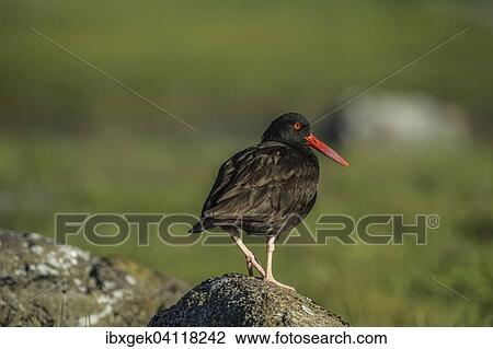 Black Oystercatcher (Haematopus bachmani), Glacier Bay, Alaska, USA View Large Photo Image Stock Image - Black Oystercatcher (Haematopus bachmani), Glacier Bay, Alaska, USA. Fotosearch