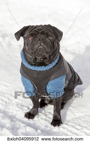 Black Pug in a sweater in the snow View Large Photo Image Stock Image - Black Pug in a sweater in the snow. Fotosearch
