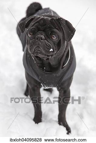 Stock Photo - Black Pug in snow. Fotosearch