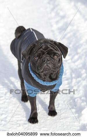 Black Pug in sweater and coat in the snow View Large Photo Image Stock Photo - Black Pug in sweater and coat in the snow. Fotosearch