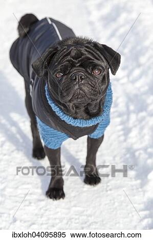 Black Pug in sweater and coat in the snow View Large Photo Image Stock Photography - Black Pug in sweater and coat in the snow. Fotosearch