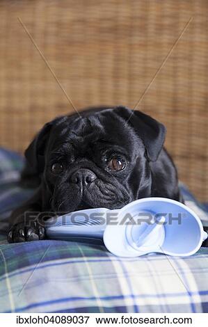 Stock Photo - Black pug on hot water bottle in bed. Fotosearch