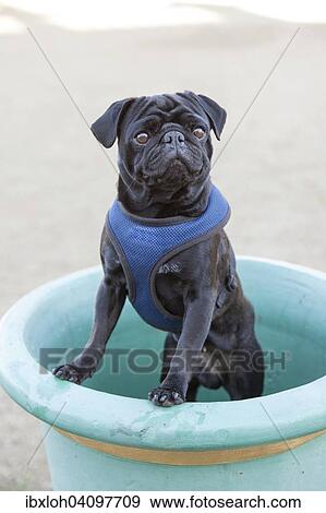 Stock Photo - Black Pug posing in a flower pot. Fotosearch