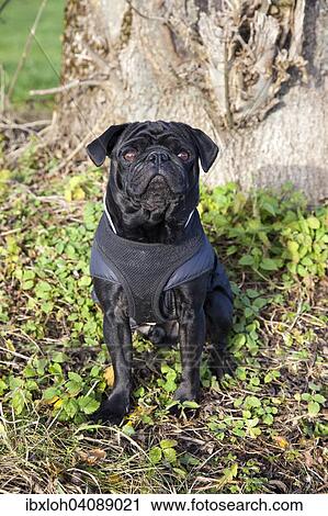 Black pug sitting in front of tree trunk View Large Photo Image Stock Image - Black pug sitting in front of tree trunk. Fotosearch