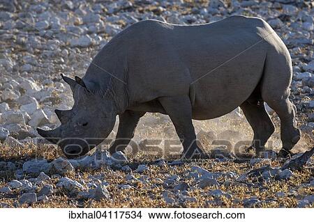 Picture - Black Rhinoceros (Diceros bicornis), Etosha National Park, Namibia, Africa. Fotosearch