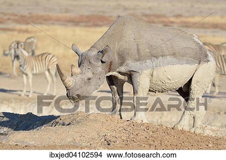 Black rhinoceros (Diceros bicornis), adult male covered with mud, standing by a waterhole, with Burchell's zebras (Equus burchelli) behind, Etosha National Park, Namibia, Africa View Large Photo Image Picture - Black rhinoceros (Diceros bicornis), adult male covered with mud, standing by a waterhole, with Burchell's zebras (Equus burchelli) behind, Etosha National Park, Namibia, Africa. Fotosearch