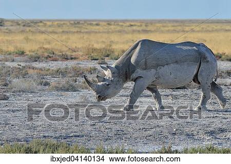 Black Rhinoceros (Diceros bicornis), adult male, walking, Etosha National Park, Namibia, Africa View Large Photo Image Picture - Black Rhinoceros (Diceros bicornis), adult male, walking, Etosha National Park, Namibia, Africa. Fotosearch