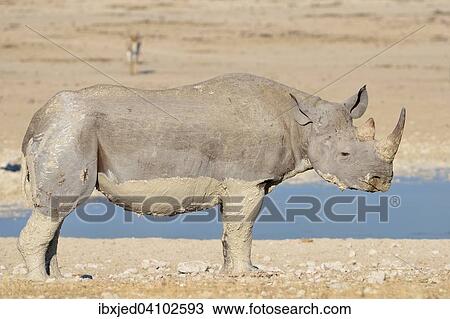 Black rhinoceros (Diceros bicornis), adult male covered with mud, standing by a waterhole, Etosha National Park, Namibia, Africa View Large Photo Image Stock Image - Black rhinoceros (Diceros bicornis), adult male covered with mud, standing by a waterhole, Etosha National Park, Namibia, Africa. Fotosearch
