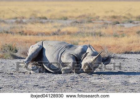Black Rhinoceros (Diceros bicornis), adult male, rolling in the dust, Etosha National Park, Namibia, Africa View Large Photo Image Stock Image - Black Rhinoceros (Diceros bicornis), adult male, rolling in the dust, Etosha National Park, Namibia, Africa. Fotosearch