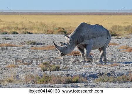 Black Rhinoceros (Diceros bicornis), adult male, walking, Etosha National Park, Namibia, Africa View Large Photo Image Stock Image - Black Rhinoceros (Diceros bicornis), adult male, walking, Etosha National Park, Namibia, Africa. Fotosearch