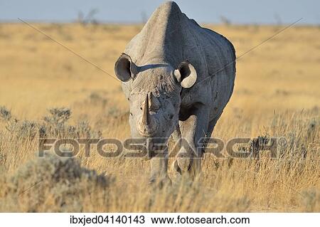 Black Rhinoceros (Diceros bicornis), adult male, walking in grass, Etosha National Park, Namibia, Africa View Large Photo Image Stock Image - Black Rhinoceros (Diceros bicornis), adult male, walking in grass, Etosha National Park, Namibia, Africa. Fotosearch