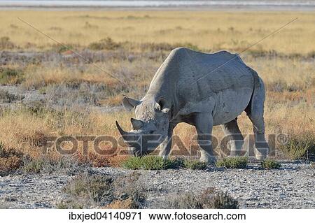 Stock Image - Black Rhinoceros (Diceros bicornis), adult male, grazing, Etosha National Park, Namibia, Africa. Fotosearch