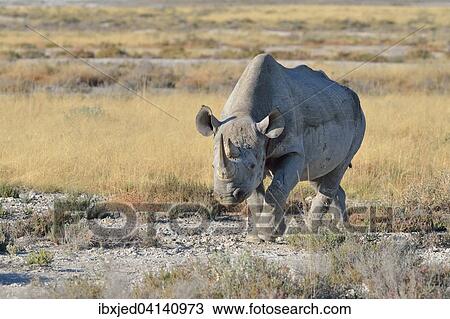 Black Rhinoceros (Diceros bicornis), adult male, walking, Etosha National Park, Namibia, Africa View Large Photo Image Stock Image - Black Rhinoceros (Diceros bicornis), adult male, walking, Etosha National Park, Namibia, Africa. Fotosearch