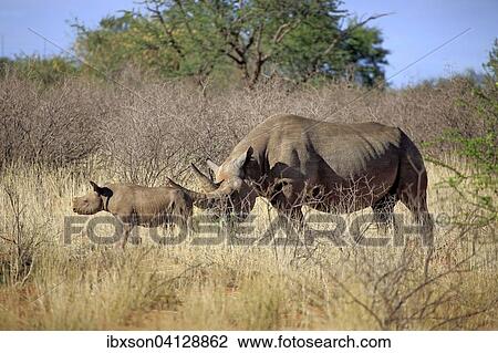 Black Rhinoceros (Diceros bicornis), female with young, Tswalu Game Reserve, Kalahari Desert, North Cape, South Africa, Africa View Large Photo Image Stock Image - Black Rhinoceros (Diceros bicornis), female with young, Tswalu Game Reserve, Kalahari Desert, North Cape, South Africa, Africa. Fotosearch