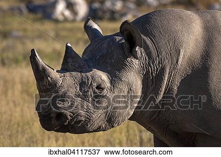 Black Rhinoceros (Diceros bicornis), Etosha National Park, Namibia, Africa View Large Photo Image Stock Photo - Black Rhinoceros (Diceros bicornis), Etosha National Park, Namibia, Africa. Fotosearch