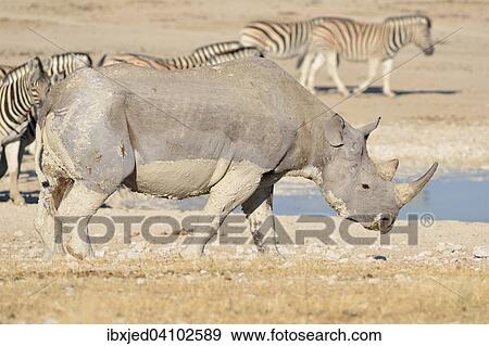 Black rhinoceros (Diceros bicornis), adult male covered with mud, walking by a waterhole, with herd of Burchell's zebras (Equus burchelli) behind, Etosha National Park, Namibia, Africa View Large Photo Image Stock Photo - Black rhinoceros (Diceros bicornis), adult male covered with mud, walking by a waterhole, with herd of Burchell's zebras (Equus burchelli) behind, Etosha National Park, Namibia, Africa. Fotosearch