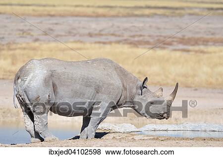 Black rhinoceros (Diceros bicornis), adult male drinking from a waterhole, Etosha National Park, Namibia, Africa View Large Photo Image Stock Photo - Black rhinoceros (Diceros bicornis), adult male drinking from a waterhole, Etosha National Park, Namibia, Africa. Fotosearch