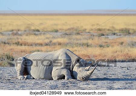 Black Rhinoceros (Diceros bicornis), adult male, lying on the ground, sleeping, Etosha National Park, Namibia, Africa View Large Photo Image Stock Photo - Black Rhinoceros (Diceros bicornis), adult male, lying on the ground, sleeping, Etosha National Park, Namibia, Africa. Fotosearch