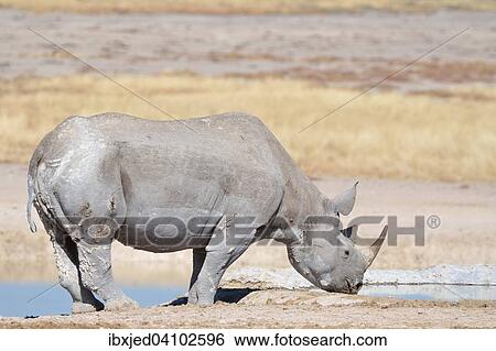Black rhinoceros (Diceros bicornis), adult male drinking from a waterhole, Etosha National Park, Namibia, Africa View Large Photo Image Stock Photograph - Black rhinoceros (Diceros bicornis), adult male drinking from a waterhole, Etosha National Park, Namibia, Africa. Fotosearch