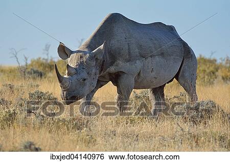 Black Rhinoceros (Diceros bicornis), adult male, standing in grass, Etosha National Park, Namibia, Africa View Large Photo Image Stock Photograph - Black Rhinoceros (Diceros bicornis), adult male, standing in grass, Etosha National Park, Namibia, Africa. Fotosearch