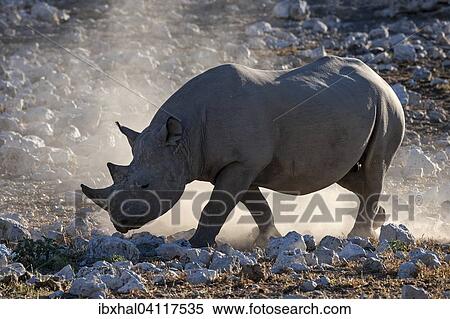 Black Rhinoceros (Diceros bicornis), Etosha National Park, Namibia, Africa View Large Photo Image Stock Photography - Black Rhinoceros (Diceros bicornis), Etosha National Park, Namibia, Africa. Fotosearch