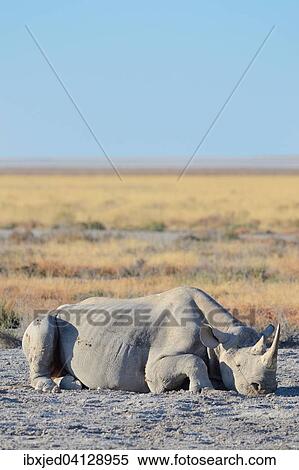Black Rhinoceros (Diceros bicornis), adult male, lying on the ground, sleeping, Etosha National Park, Namibia, Africa View Large Photo Image Stock Photography - Black Rhinoceros (Diceros bicornis), adult male, lying on the ground, sleeping, Etosha National Park, Namibia, Africa. Fotosearch