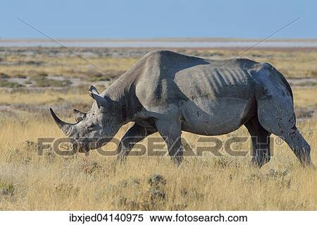 Black Rhinoceros (Diceros bicornis), adult male, grazing, Etosha National Park, Namibia, Africa View Large Photo Image Stock Photography - Black Rhinoceros (Diceros bicornis), adult male, grazing, Etosha National Park, Namibia, Africa. Fotosearch