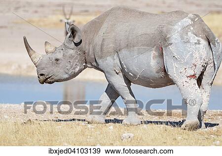 Black rhinoceros wounded (Diceros bicornis), adult male at a waterhole, walking, Etosha National Park, Namibia, Africa View Large Photo Image Stock Photo - Black rhinoceros wounded (Diceros bicornis), adult male at a waterhole, walking, Etosha National Park, Namibia, Africa. Fotosearch