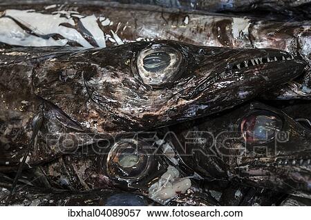 Black scabbard fish (Aphanopus carbo), Fish Market, Funchal, Madeira, Portugal, Europe View Large Photo Image Stock Photo - Black scabbard fish (Aphanopus carbo), Fish Market, Funchal, Madeira, Portugal, Europe. Fotosearch