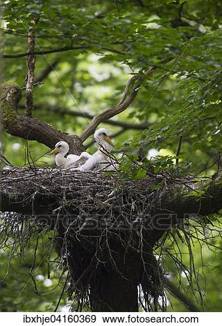 Black stork (Ciconia nigra), Rhineland-Palatinate, Germany, Europe View Large Photo Image Stock Photo - Black stork (Ciconia nigra), Rhineland-Palatinate, Germany, Europe. Fotosearch