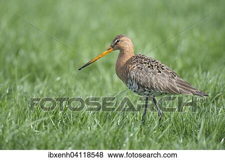 Stock Photo - Black-tailed Godwit (Limosa limosa), Emsland, Lower Saxony, Germany, Europe. Fotosearch