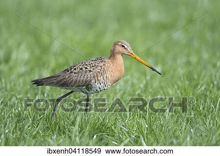 Black-tailed Godwit (Limosa limosa), Emsland, Lower Saxony, Germany, Europe View Large Photo Image Stock Photo - Black-tailed Godwit (Limosa limosa), Emsland, Lower Saxony, Germany, Europe. Fotosearch