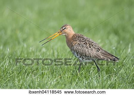 Black-tailed Godwit (Limosa limosa), Emsland, Lower Saxony, Germany, Europe View Large Photo Image Stock Photography - Black-tailed Godwit (Limosa limosa), Emsland, Lower Saxony, Germany, Europe. Fotosearch