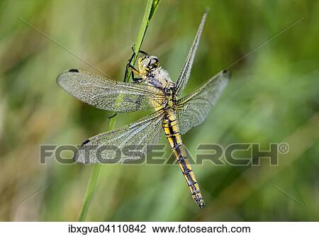 Black-tailed Skimmer (Orthetrum cancellatum), female covered in morning dew, Switzerland, Europe View Large Photo Image Stock Image - Black-tailed Skimmer (Orthetrum cancellatum), female covered in morning dew, Switzerland, Europe. Fotosearch