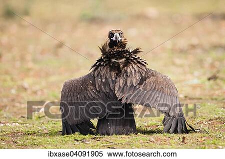 Black Vulture (Aegypius monachus) on the ground with wings stretched out and looking backwards, Extremadura, Spain, Europe View Large Photo Image Stock Photography - Black Vulture (Aegypius monachus) on the ground with wings stretched out and looking backwards, Extremadura, Spain, Europe. Fotosearch