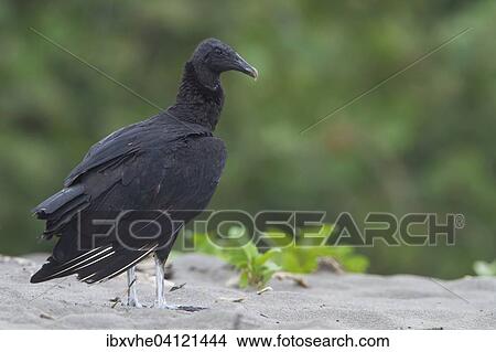 Picture - Black vulture (Coragyps atratus) on the beach, Tortuguero National Park, Costa Rica, North America. Fotosearch
