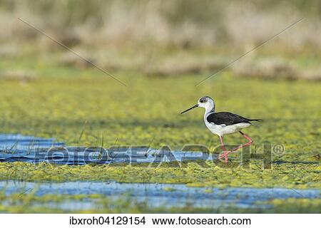 Picture - Black-winged Stilt (Himantopus himantopus), Lake Neusiedl National Park, Burgenland, Austria, Europe. Fotosearch