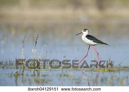 Stock Image - Black-winged Stilt (Himantopus himantopus), Lake Neusiedl National Park, Burgenland, Austria, Europe. Fotosearch