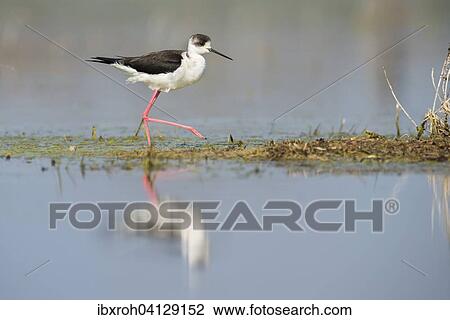 Stock Image - Black-winged Stilt (Himantopus himantopus), Lake Neusiedl National Park, Burgenland, Austria, Europe. Fotosearch
