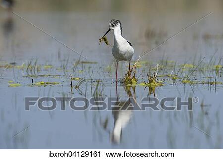 Stock Image - Black-winged Stilt (Himantopus himantopus) with nesting material, Lake Neusiedl National Park, Burgenland, Austria, Europe. Fotosearch