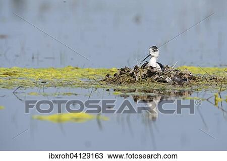 Stock Image - Black-winged Stilt (Himantopus himantopus) on nest, Lake Neusiedl National Park, Burgenland, Austria, Europe. Fotosearch