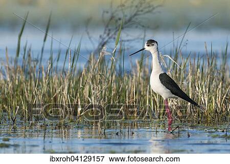 Stock Photo - Black-winged Stilt (Himantopus himantopus), Lake Neusiedl National Park, Burgenland, Austria, Europe. Fotosearch