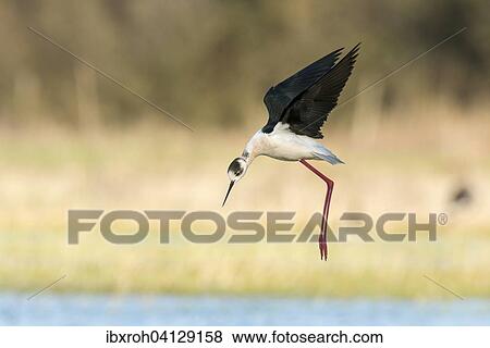 Stock Photo - Black-winged Stilt (Himantopus himantopus) in flight, Lake Neusiedl National Park, Burgenland, Austria, Europe. Fotosearch