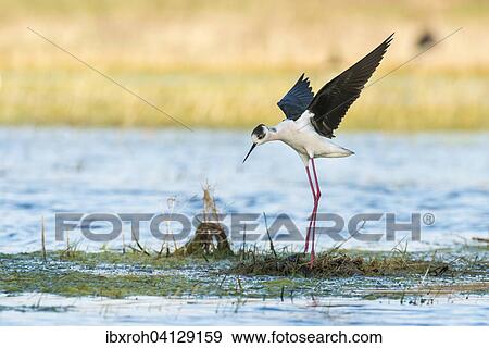 Stock Photo - Black-winged Stilt (Himantopus himantopus) landing on nest, Lake Neusiedl National Park, Burgenland, Austria, Europe. Fotosearch
