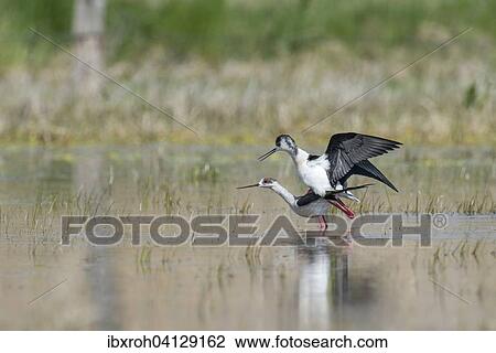 Stock Image - Black-winged Stilts (Himantopus himantopus) copulating, Lake Neusiedl National Park, Burgenland, Austria, Europe. Fotosearch